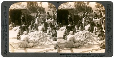 1900年代，叙利亚安提阿，妇女在整理大堆丝绸茧。 作者 安德伍德和安德伍德