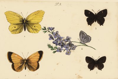 常见的硫磺，Gonepteryx rhamni 1，云黄色，Colias croceus 2棕色hairstreak，Thecla betulae 3，Meleagers蓝色，Polyommatus daphnis 4和黑色hairstreak，Satyrium pruni 5 作者 不明