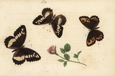 伟大的带状河鳟，Brintesia circe 1，隐士，Chazara briseis 2和大墙褐色，Lasiommata maera 3 作者 不明