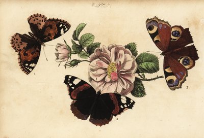 彩绘女士蝴蝶，Vanessa cardui 1，红海军上将，Vanessa atalanta 2和欧洲孔雀，Aglais io 3 作者 不明