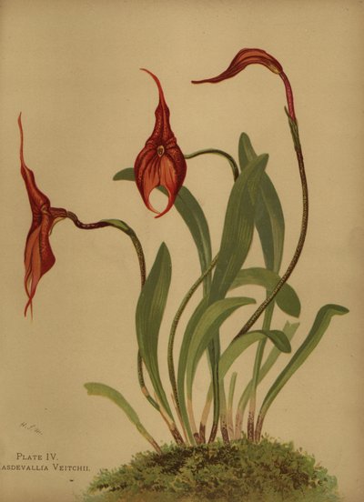 Veitchs masdevallia或masdevallias的国王，Masdevallia veitchiana 作者 不明