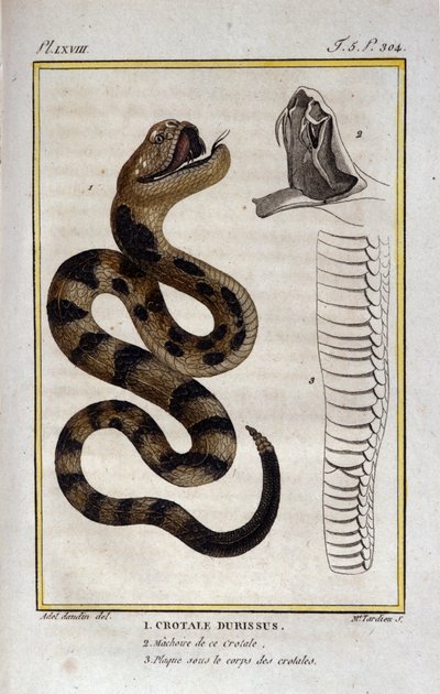 响尾蛇。 博物学家乔治·路易斯·勒克莱尔 (Georges Louis Leclerc，布冯伯爵，1707 - 1788 年) 对“布冯作品”进行的自然历史处理中的盘子。 19世纪 作者 未知艺术家