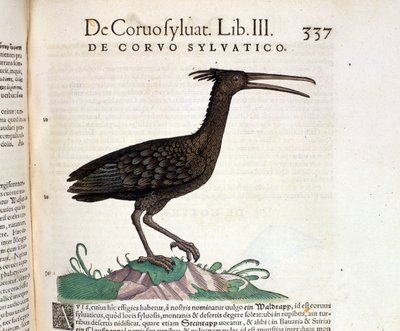 来自苏黎世康拉德·格斯纳 (Conrad Gesner) 历史的野生动物乌鸦，1560 年。位置国家布雷登斯。 米兰 作者 未知艺术家