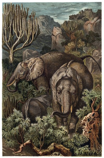 非洲象（Loxodonta）--非洲象（Loxodonta）--来自阿尔弗雷德-埃德蒙-布雷姆（1829-1884）的《布雷姆的动物生活》的雕刻品 作者 未知艺术家