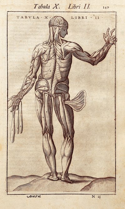 解剖板代表一个男人在背上。 Juan Valverde De Amusco（1525-1588）的“人体解剖学”雕刻。 巴塞罗那。 Biblioteca de Catalunya（加泰罗尼亚国家图书馆，巴塞罗那）。 作者 未知艺术家