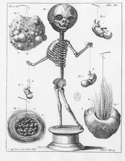 Anatomical plate representing a skeleton, by Frederik Ruysch (1638-1731), Dutch anatomist. 作者 未知艺术家