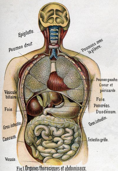 解剖学。胸部和腹部器官。(肠、肝、胰、肺等），载于La nouvelle medication naturelle par F.E. Bilz.1898。 作者 未知艺术家