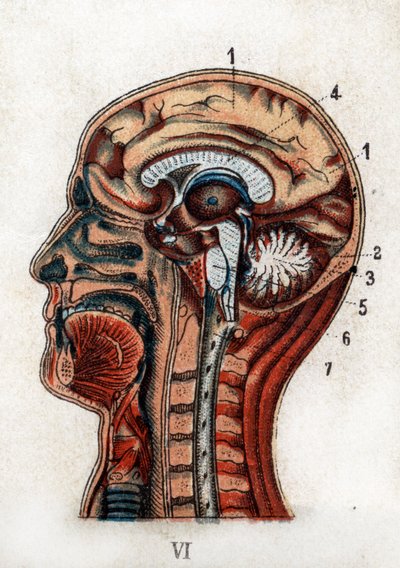 解剖学：人类头骨的横截面，大脑和骨髓的截面。这块板子代表大脑、小脑（有生命之树），拉长的骨髓孕育着脊髓。"新的天然药物"，作者是F.E. Bilz.1898年。 作者 未知艺术家