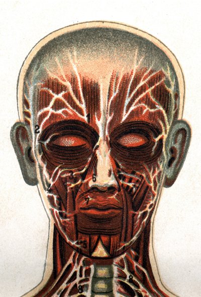 解剖学：人类头骨的横截面，从正面看代表肌肉系统的部分。F.E. Bilz的 "新的自然疗法"，1898年。 作者 未知艺术家