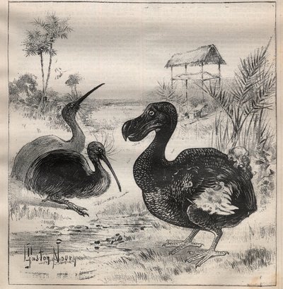 消失的鸟类：渡渡鸟（或称dronte）和奇异鸟（或称kiwi奇异鸟）--刻在 "法国科学 "上的图案 作者 未知艺术家