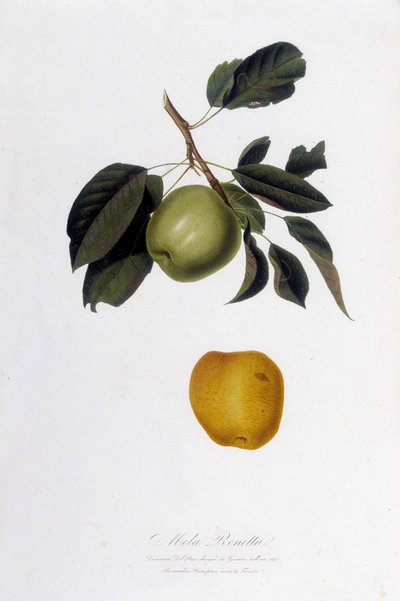 植物板：Apple reinette (Mela Renetta)。 作者 未知艺术家