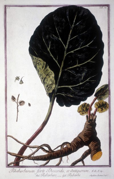 植物板：大黄的叶和根。 19 世纪植物标本馆。 作者 未知艺术家