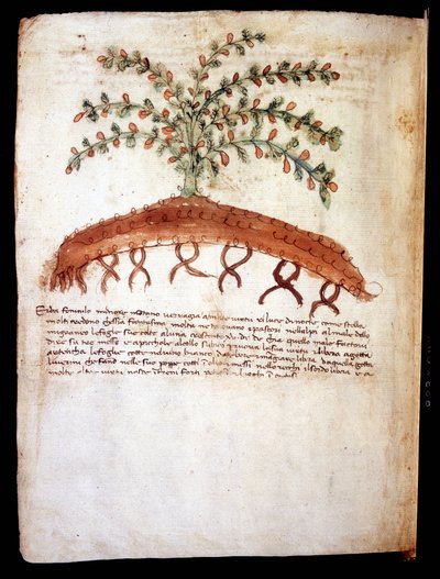 代表草““feniculo maggiore”的植物板。里米尼市图书馆 作者 未知艺术家