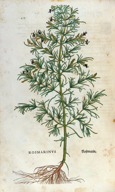 Botanical board: rosemary (rosmarinus). Herbarium of Lheonard Fuchs, “” Historia Stirpium””, Bale 作者 未知艺术家