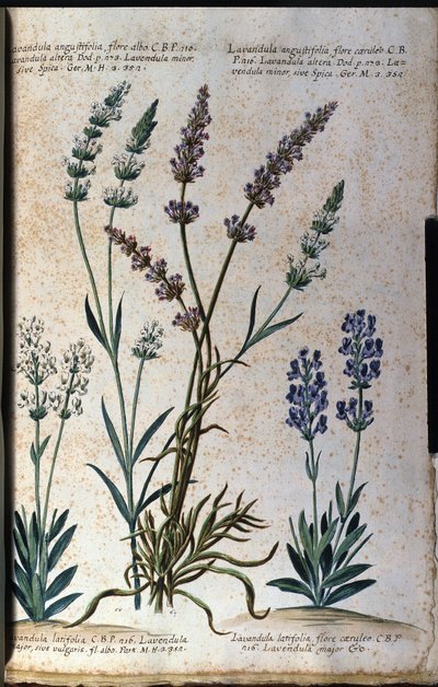 植物板：真薰衣草（Lavandula angustifolia）和肉松薰衣草（Lavandula latifolia）。 作者 未知艺术家