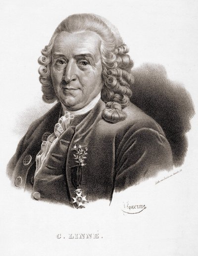 卡尔-冯-林内 瑞典博物学家和作家（1707 - 1778）。 作者 未知艺术家