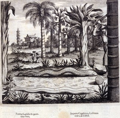 来自印度的眼镜蛇和毒蛇。 “德中国纪念碑”，作者 Athanasius Kircher（1601 - 1680），耶稣会士、东方学家和德国学者，阿姆斯特丹 1667。 作者 未知艺术家