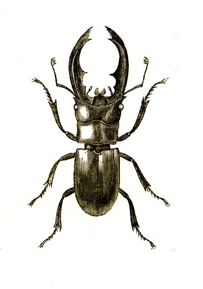 鞘翅目：Hexarthrius Buqueti 或 Lucanus 作者 未知艺术家
