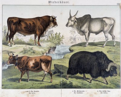 Cow, beef, yack - in “” Natural History of Mammals”, ed. Schreiber 作者 未知艺术家