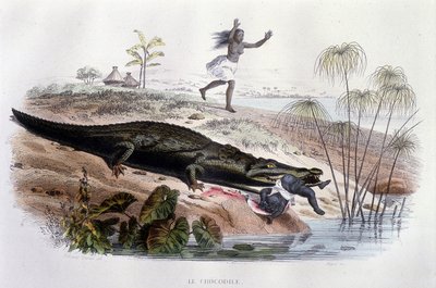 鳄鱼吞噬一个小孩--载于Lacépède的 "Histoire Naturelle"，Furne编辑，巴黎。 作者 未知艺术家