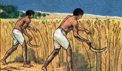 古埃及的日常生活：收割果实的农民，20 世纪初 (chromo) 作者 未知艺术家