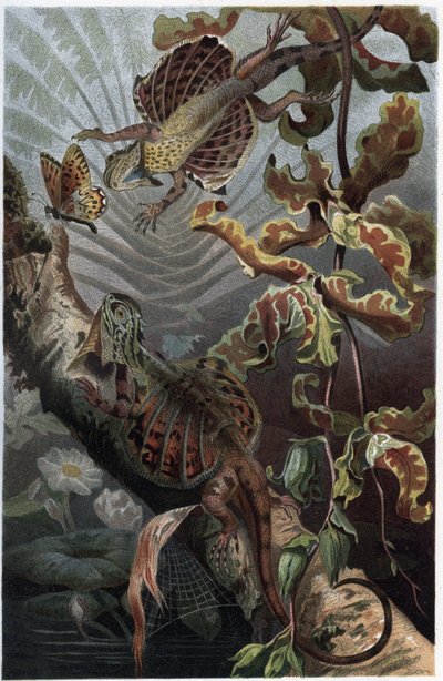 Draco volans，树栖豹的变种--Draco（属）（飞龙）--来自Alfred Edmund Brehm（1829-1884）的《Brehm的动物生活》的雕刻品 作者 Unknown artist