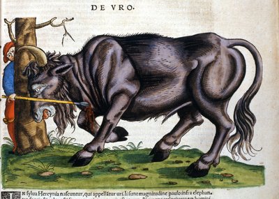European bison (Bos primigenius primigenius) whose breed died in the 17th century in “Historia Animalium”” by Konrad Gesner 作者 未知艺术家