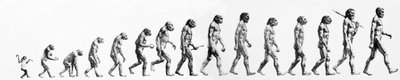 进化。从猴子到现在的人的形态比较（不同的人种）。19世纪末的雕版画。 作者 未知艺术家