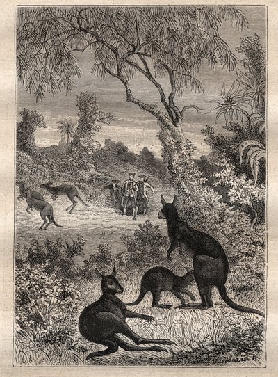 詹姆斯-库克船长（1728-1779）的第一次航行（1768-1771）：水手们发现了袋鼠（澳大利亚）--插图取自 "18世纪伟大的航海家" 作者 未知艺术家