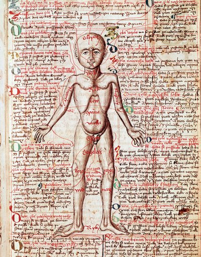 人体 雕刻自 "Tractatus de pestilentia" 15世纪 - 布拉格，国家图书馆 作者 未知艺术家