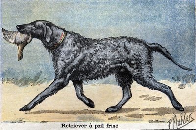 狩猎犬。卷毛猎犬 作者 未知艺术家