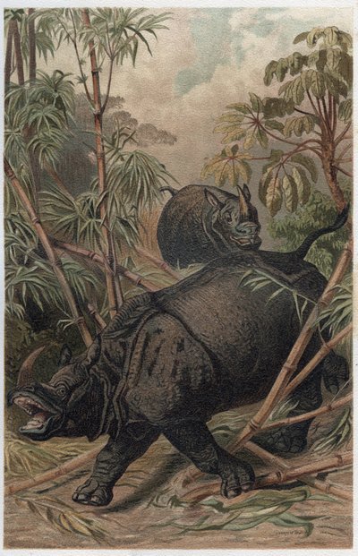 印度犀牛--印度犀牛（Rhinoceros unicornis）--雕刻自阿尔弗雷德-埃德蒙-布雷姆（1829-1884）的《布雷姆动物生活》。 作者 未知艺术家