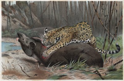 美洲虎（Panthera onca）--来自阿尔弗雷德-埃德蒙-布雷姆（1829-1884）的《布雷姆的动物生活》的雕刻作品 作者 未知艺术家