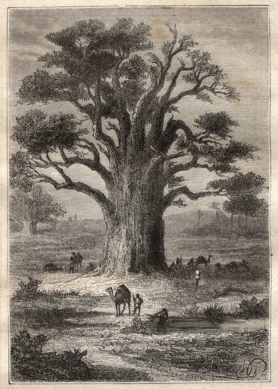 弗雷德里克-康拉德（Konrad）-霍内曼（1772-1801）前往费赞（利比亚）的旅程（1798年）：猴面包树--插图来自 "18世纪的伟大航海家" 作者 未知艺术家