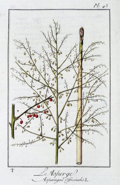 芦笋 (Asparagus Officinalis) - 在“商人的植物学练习”中，由 J.C. Philibert 重新设计，Imprimerie de Crapelet，巴黎 作者 未知艺术家