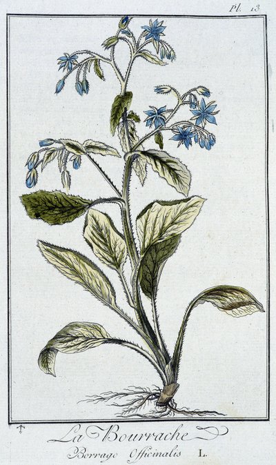 琉璃苣 (Borrage Officinalis) - 在“商人的植物学练习”中，由巴黎 Imprimerie de Crapelet 的 J.C. Philibert 撰写 作者 未知艺术家