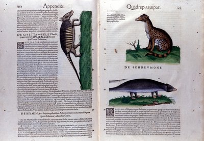 Civette la, la la mangouste a hyena and the History of Animal Conrad Gesner (1516 - 1565), Zurich 作者 未知艺术家