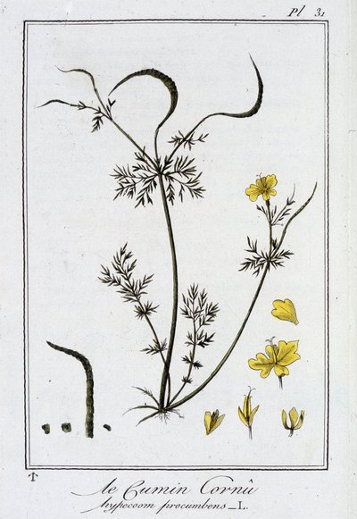 Le Cumin Cornu (Hypecoom procumbens) - 在“Exercises de botany à l