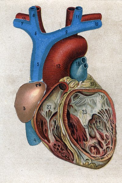 Le coeur.in "The new natural medication" by F.E. Bilz.1898. 作者 未知艺术家