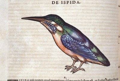 苏黎世康拉德·格斯纳 (Conrad Gesner, 1516 - 1565) 的《动物史》中的 Le guêpier 作者 未知艺术家