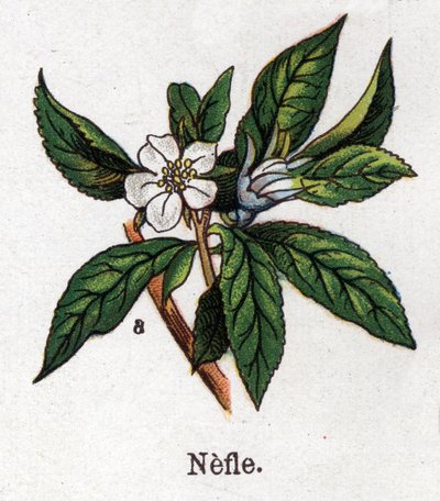 药用和食用植物学植物：Nefle。自然医学》中的版画，作者是弗里德里希-爱德华-比尔兹（1842-1922）。 作者 未知艺术家