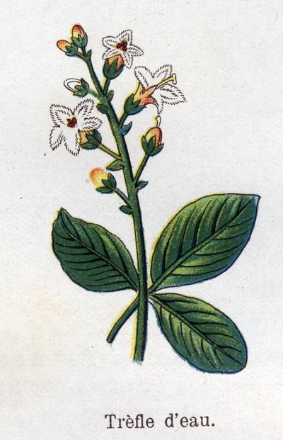 药用和食用植物：水苜蓿。雕刻在 "La medication naturelle "中，作者是弗里德里希-爱德华-比尔兹（1842-1922）。 作者 未知艺术家