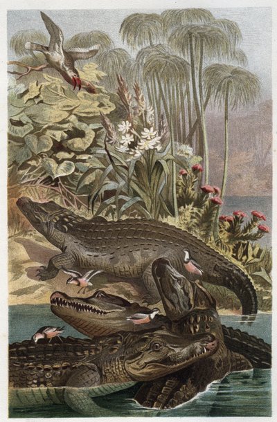 尼罗河鳄鱼--尼罗河鳄鱼（Crocodylus niloticus）--雕刻自阿尔弗雷德-埃德蒙-布雷姆（1829-1884）的《布雷姆的动物生活》。 作者 未知艺术家