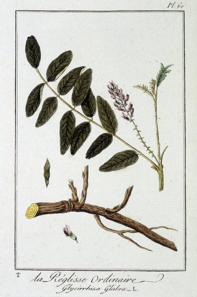 普通甘草 (Glycyrrhiza glabra) - 在“商人的植物学练习”中，由 J.C. Philibert 重新编辑，Imprimerie de Crapelet，巴黎 作者 Unknown artist