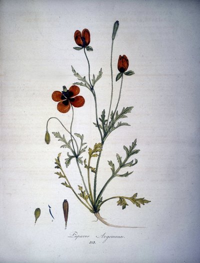 罂粟 Argemone（罂粟 argemone 的花和植物）。 19 世纪植物标本馆。 作者 未知艺术家