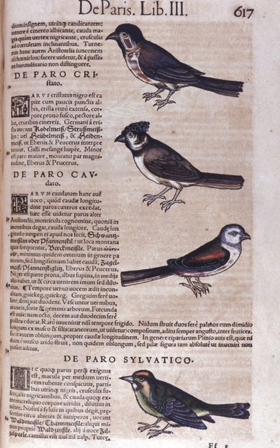 Passereaux 在动物史上 作者 Conrad Gesner (1516 - 1565)，苏黎世 作者 未知艺术家