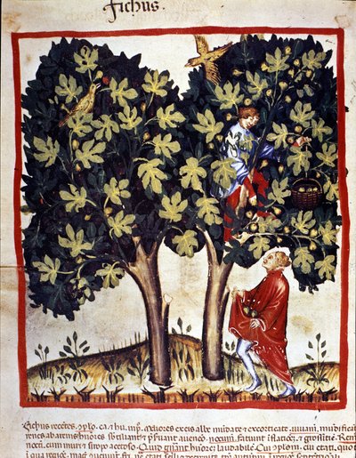 Picking figs. Illumination from the milking of medicine and dietetics “” Tacuinum sanitatis”” 作者 未知艺术家