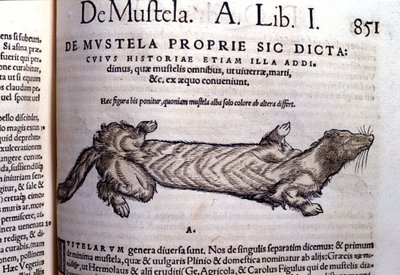 与黄鼠狼相关的 mustella（mustelids 家族）的表示 - 在 Historia Animalium by Conrad Gesner (1516 - 1565), Tiguri 作者 未知艺术家