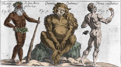 Representations of various monstrous creatures: a man of the forest or hairy, an orang outan monkey (orang-utan, orang outang, orang-utang) and a man with a tail. Plate from “” Mundi Mirabilis Oeconomia”” by Johamm Zahn, sd. 1696. Milanese . 作者 未知艺术家