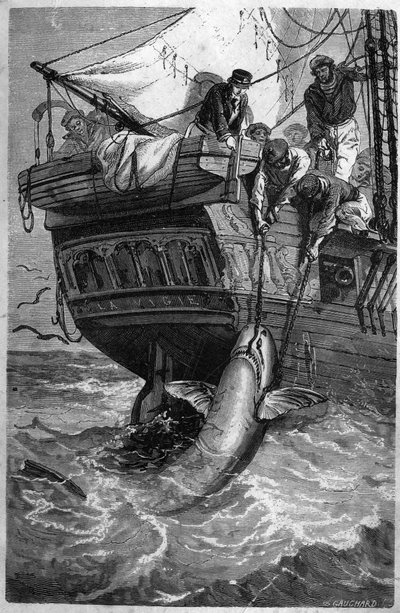 鲨鱼捕鱼。(Pesca allo squalo) 19世纪的雕刻作品。私人收藏。 作者 未知艺术家